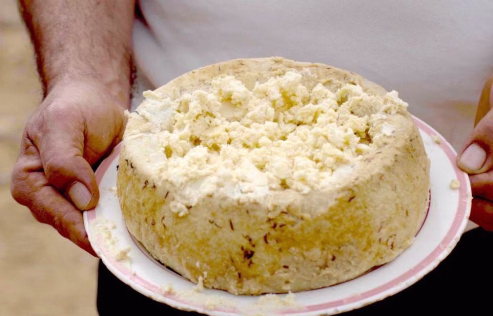 Casu Marzu Keju Unik Penuh Kontroversi Dunia