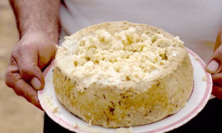 Casu Marzu Keju Unik Penuh Kontroversi Dunia