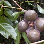 Tanaman Buah Jengkol Yang Di Oalah Menjadi Makanan Enak