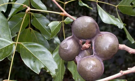 Tanaman Buah Jengkol Yang Di Oalah Menjadi Makanan Enak