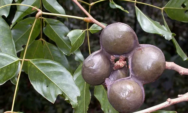 Tanaman Buah Jengkol Yang Di Oalah Menjadi Makanan Enak