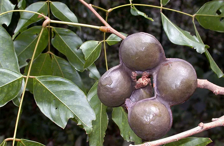 Tanaman Buah Jengkol Yang Di Oalah Menjadi Makanan Enak