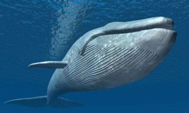 Mamalia Laut Terbesar Yaitu Ikan Paus Sering Di Buru