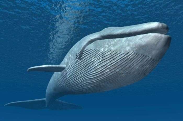 Mamalia Laut Terbesar Yaitu Ikan Paus Sering Di Buru