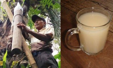 Minuman Tradisional Sumatera Tuak Hasil Sebuah Fermentasi