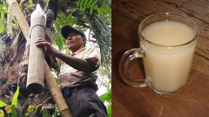 Minuman Tradisional Sumatera Tuak Hasil Sebuah Fermentasi