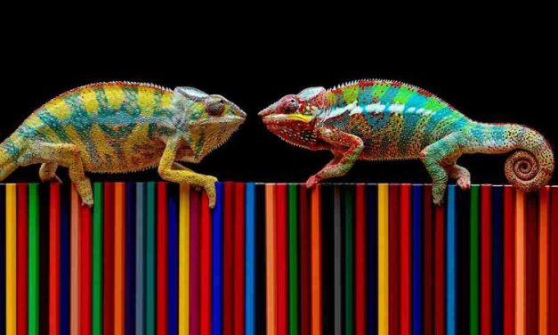 Hewan Reptil Yang Bisa Merubah Warna Bunglon