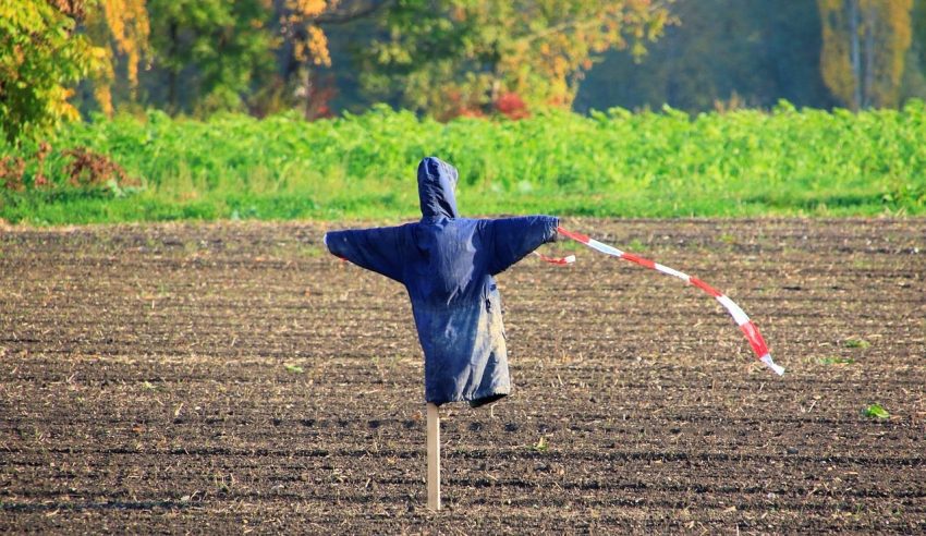 Boneka Tiruan Manusia Atau Orangan Sawah Menakuti Binatang
