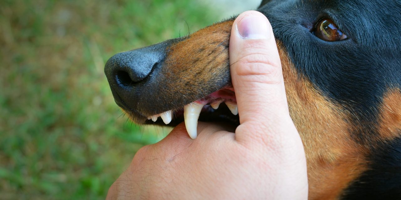 Infeksi Serius Rabies Dari Hewan Liar Jalanan
