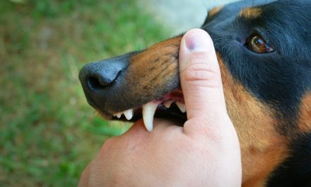 Infeksi Serius Rabies Dari Hewan Liar Jalanan