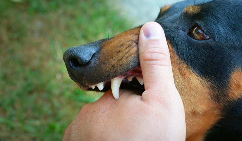 Infeksi Serius Rabies Dari Hewan Liar Jalanan