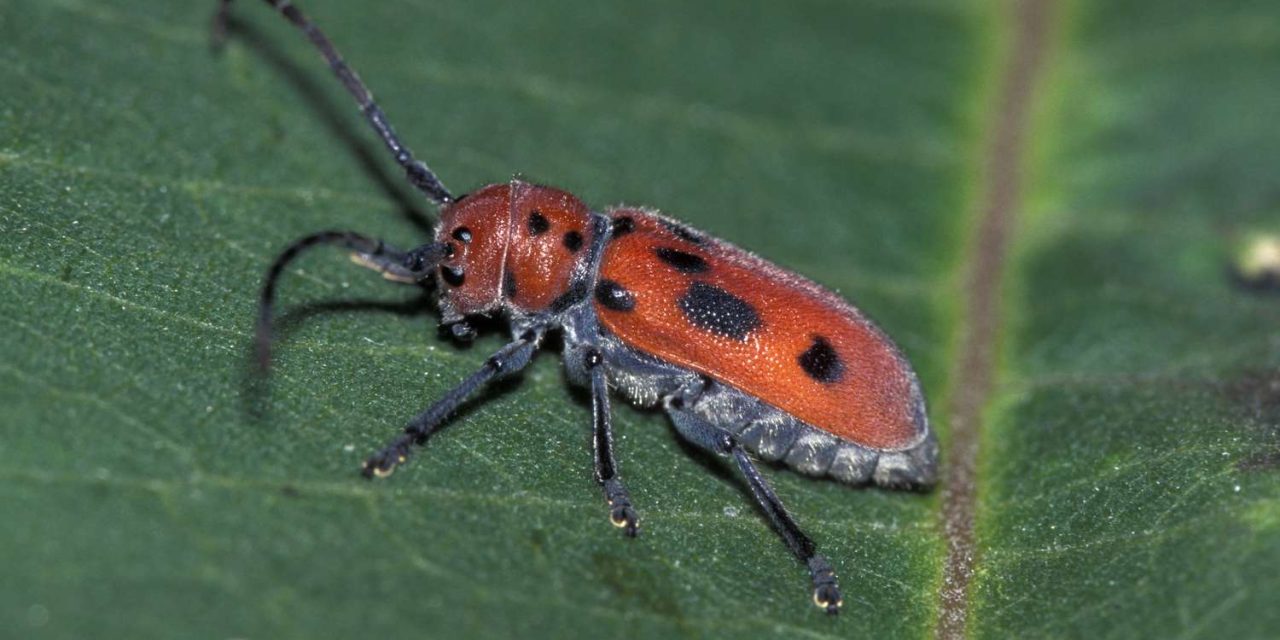 Hewan Unik Coleoptera Atau Si Kumbang Besar
