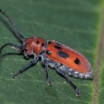 Hewan Unik Coleoptera Atau Si Kumbang Besar