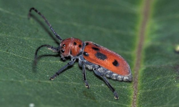 Hewan Unik Coleoptera Atau Si Kumbang Besar
