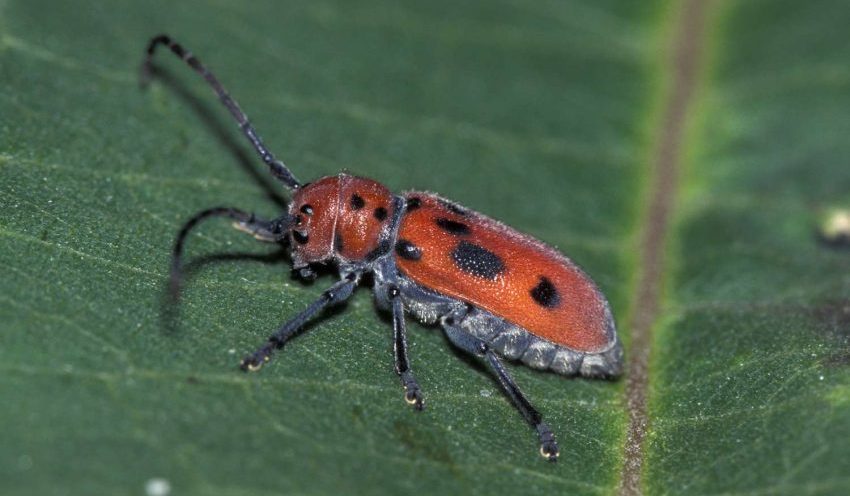 Hewan Unik Coleoptera Atau Si Kumbang Besar