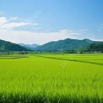 Hamparan Luas Sawah Sebagai Mata Pencarian Warga
