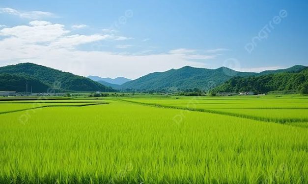 Hamparan Luas Sawah Sebagai Mata Pencarian Warga