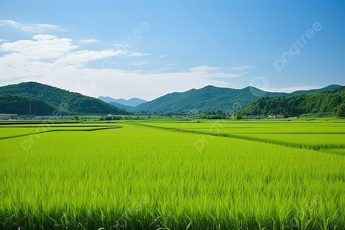 Hamparan Luas Sawah Sebagai Mata Pencarian Warga
