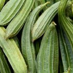 Tumbuhan Sayur Gambas Yang Cocok Di Masak