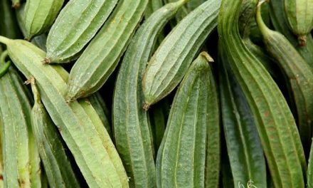 Tumbuhan Sayur Gambas Yang Cocok Di Masak