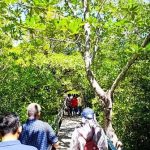 Kawasan Alami Hutan Dengan Berbagai Makhluk Hidup